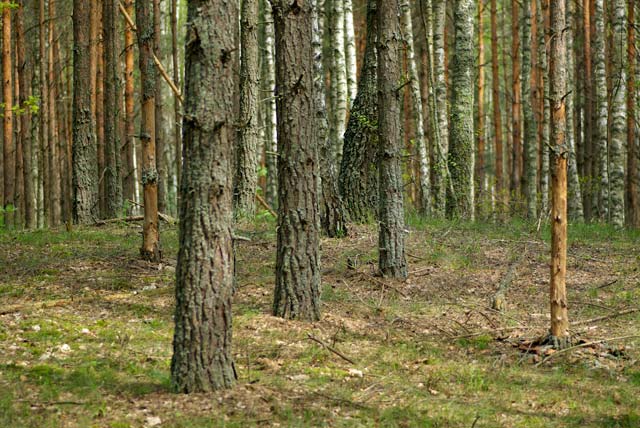Première plantation de radios dentaires dans le sol contaminé de la forêt de Chevtchenkovo.